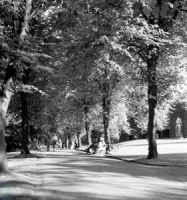 Harrogate, Valley Gardens, Lime Tree Avenue